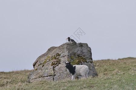 驯化的法罗群岛景观横向象有可爱的小羊羔和奥斯特列古牡蛎捕猎者Haematopusostralegus坐在法罗群岛石碑上光荣风景的图片