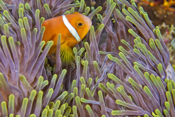 潜艇栖息地生物学黑鳍阿内莫尼鱼安菲普龙格里斯大海阿内莫赫克西迪斯大型渔业珊瑚礁南阿里环马尔代夫印度洋亚洲阿尔韦托卡雷拉图片