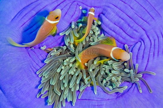 尼格里佩斯黑鳍阿内莫尼鱼安菲普龙格里斯大海阿内莫赫克西迪斯大型渔业珊瑚礁南阿里环马尔代夫印度洋亚洲阿尔韦托卡雷拉息肉小丑鱼图片