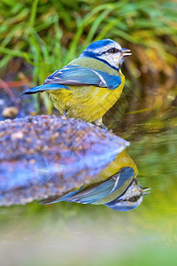 美丽蓝山雀森林池塘地中海森林卡斯蒂利亚和莱昂西班牙欧洲动物学观鸟者图片