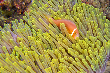 生态系统黑鳍阿内莫尼鱼安菲普龙格里斯大海阿内莫赫地克特大型渔业珊瑚礁南阿里环马尔代夫印度洋亚洲互惠利的水图片