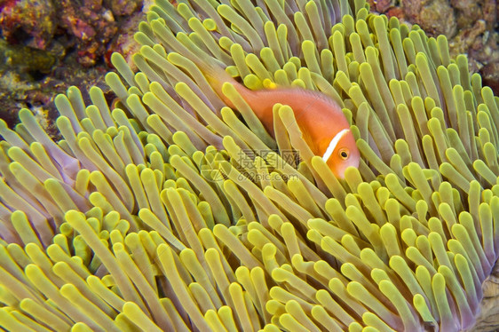 生态系统黑鳍阿内莫尼鱼安菲普龙格里斯大海阿内莫赫地克特大型渔业珊瑚礁南阿里环马尔代夫印度洋亚洲互惠利的水图片