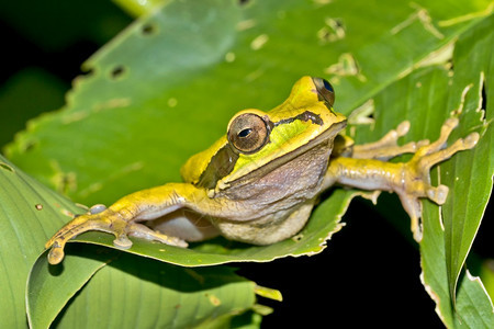 新格拉纳达交叉带宽树蛙Smiliscafaeota热带雨林科瓦多公园奥萨保护区半岛哥斯达黎加中美洲科尔瓦多生态脊椎动物图片