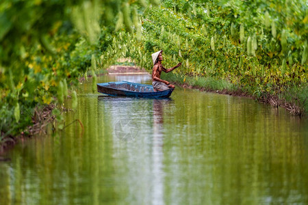 越南老人农夫在湖边传统船上站立以Vietnam风格AnphuAnGiang省越南蔬菜花园和农场概念的古植物园中维持产量东南超过活图片