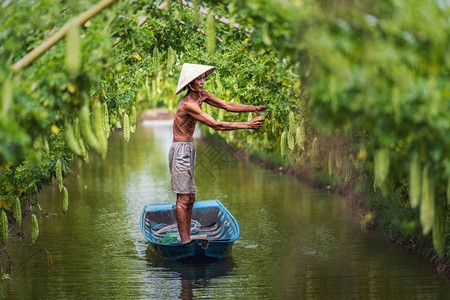 江佛手瓜越南老人农夫在湖边传统船上站立以Vietnam风格AnphuAnGiang省越南蔬菜花园和农场概念的古植物园中维持产量苦图片