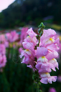 蒋花的公园清晨在植物露出水以粉红花瓣为主的软点心图片