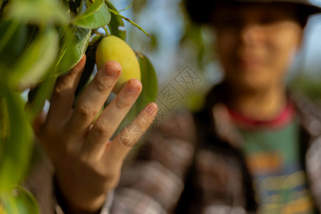 工人植物园艺概念一名男园丁在收获季节前看水果的大小颜色和质量一个男子园艺人工具图片