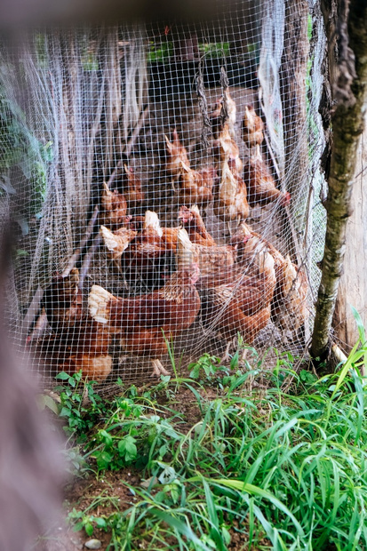 泰国南省Pua区传统免费家禽饲养场上的鸡肉殖泰国南省Pua区常设家庭母鸡图片