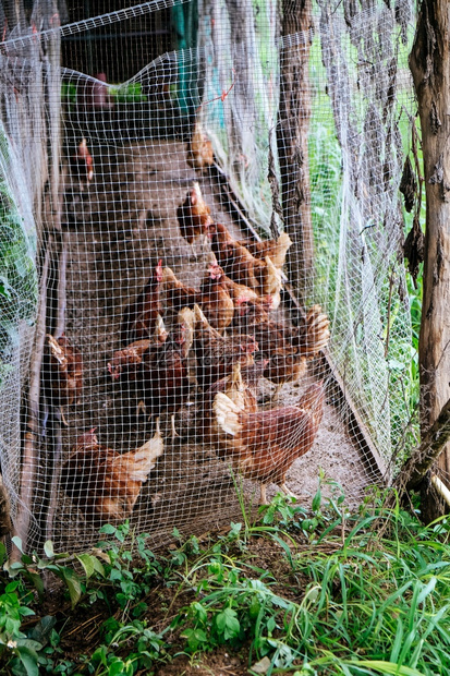 范围牧场泰国南省Pua区传统免费家禽饲养场上的鸡肉殖泰国南省Pua区生长图片