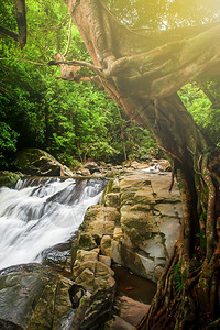 旅行重点流动的在热带雨林中纯净的瀑布日光照耀在泰国PalaU瀑布下的一个大型班扬树枝子上长期于瀑布图片