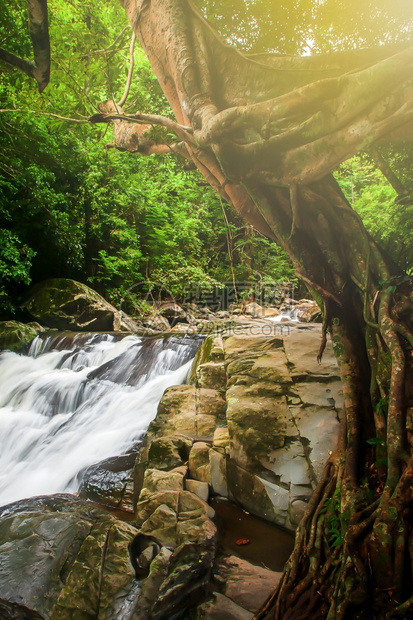 旅行重点流动的在热带雨林中纯净的瀑布日光照耀在泰国PalaU瀑布下的一个大型班扬树枝子上长期于瀑布图片