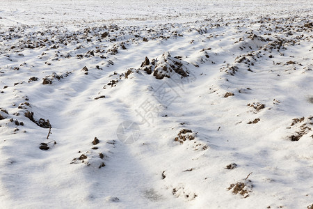 冬季耕种的农业田雪降后地面被覆盖下风雨中地上一片冰雪下有云wealoclosing寒冷的降雪新鲜图片