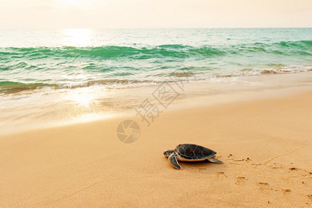 海浪黑色的一只小绿海龟朝泰国ChooLampiHatThaiMueang公园日出海边的面洋飞去图片