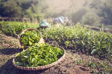 新鲜的手工泰清迈茶叶农场新鲜自然选择在泰国清迈的茶园里采摘一篮子从高山茶种植园收获后盛满绿色茶叶图片