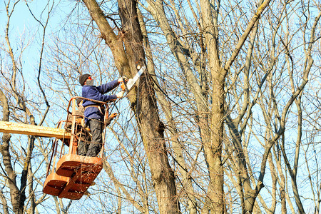森林损坏的护目镜戴面具和西装的林业服务工人使用举起绞盘链锯在一个城市公园的树上砍干枝在举起绞头和连链锯清洁工的帮助下林业团队在吊图片