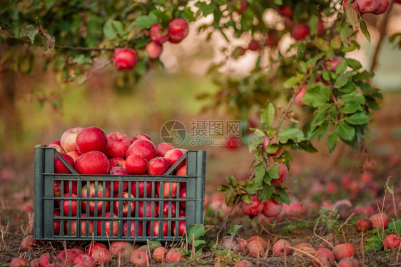 甜的前景秋天红苹果在篮子里花园的树下在模糊背景下在中午阳光的尽头在花园里摘苹果在篮子里模糊的背景销售图片