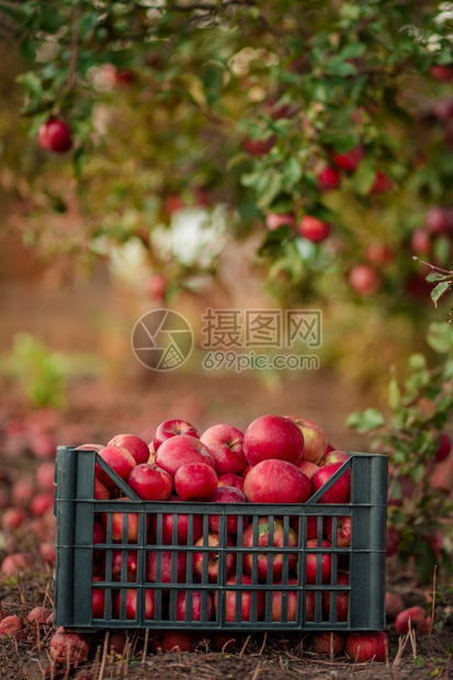 满的秋天红苹果在篮子里花园的树下在模糊背景下在中午阳光的尽头在花园里摘苹果在篮子里模糊的背景采摘绿色图片