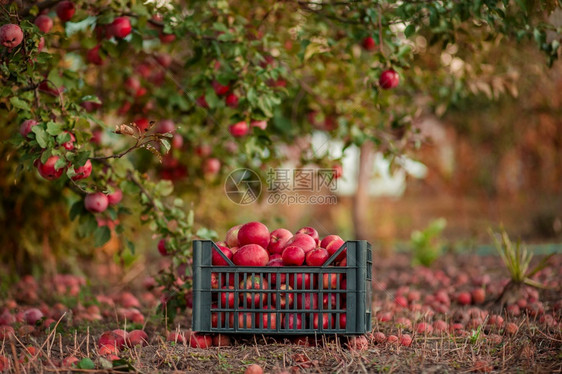 自然秋天的红苹果在篮子里花园的树下在模糊背景下在中午阳光的尽头在花园里摘苹果在篮子里模糊的背景农场园艺家图片