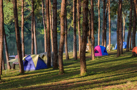 松树林露营帐篷图片