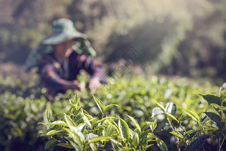 树在泰国清迈茶叶农场工人在茶叶种植场做背景新鲜茶叶他们准备在茶叶种植园收获完美的茶叶季节场地图片