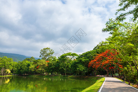 孔雀昂街道AngKaew清迈大学AngKaew清迈皇家Poinciana山地蓝天背景白云山林自然之路山林自然之路图片