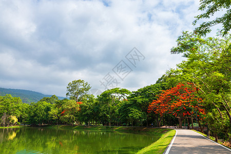 孔雀昂街道AngKaew清迈大学AngKaew清迈皇家Poinciana山地蓝天背景白云山林自然之路山林自然之路背景图片