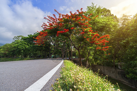 凤仙花的AngKaew清迈大学AngKaew清迈皇家Poinciana山地蓝天背景白云山林自然之路山林自然之路明亮的图片