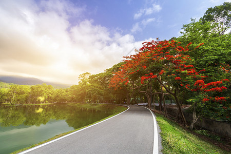 AngKaew清迈大学AngKaew清迈皇家Poinciana山地蓝天背景白云山林自然之路山林自然之路花的季节橙背景图片