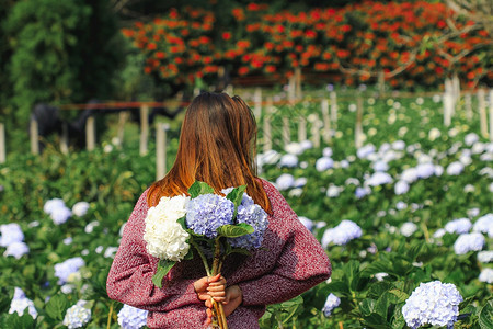 自然蓬松的女孩人站着转过身去花园Hydrangea花背景图片