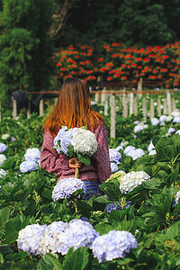 季节女人站着转过身去花园Hydrangea花新鲜的街道图片