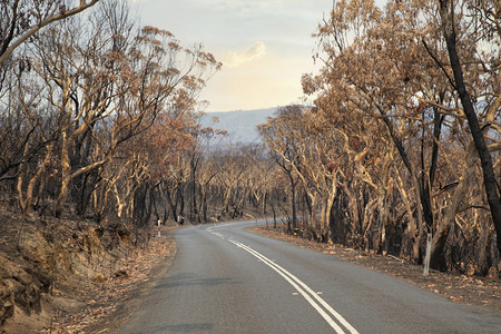 烧焦旅行在蓝山一林大火之后在严重烧毁的Eucalyptus树之间有一条乡村公路森林图片