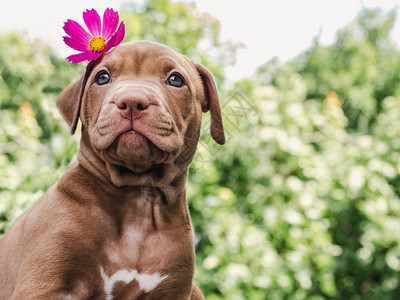 黄色的盛开美丽巧克力色小狗头顶上有一朵明亮的鲜花在蓝天背景下在一个晴朗阳光明媚的日落天空中户外护理概念教育服从训练宠物养殖巧克力图片