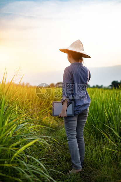 使用数字平板片的女农民在田地绿稻树苗中使用数字石块田里有美丽的天空和云雾日落于背景中的山脉上泰国农村景象看有机的超过图片