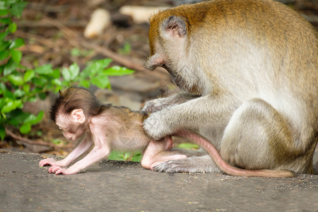 棕色的女母亲发现虱子和小猴的滴虫在地上表达爱意生活在泰国的天然森林中热带背景图片