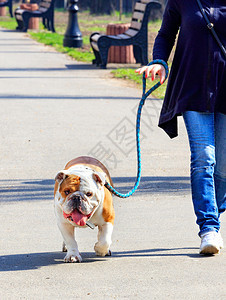 复制情妇宠物在阳光明媚的春天在城市公园铺面人行道上走着一条大英式公牛犬一只大英式公牛狗骑着一条强力的警犬步行在一块砖瓦的人行道上图片