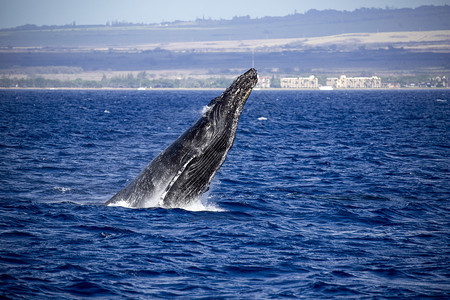 脸海洋哺乳动物大鲸鱼起重机在欢乐中跳出水面图片
