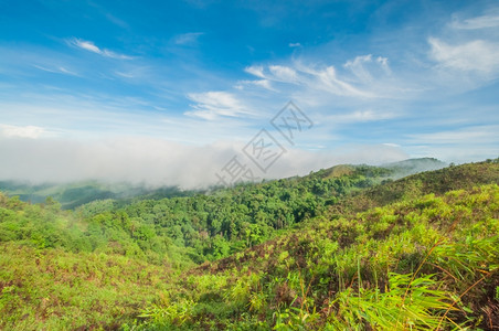 雨林中的晨雾穆迪田园诗般的极端图片