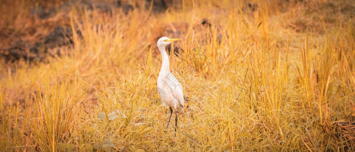 大白色的埃格雷特人站在和脖子高收割的稻田地上在温暖的晨日阳光下大自然和野生命的美丽草中间羽毛图片