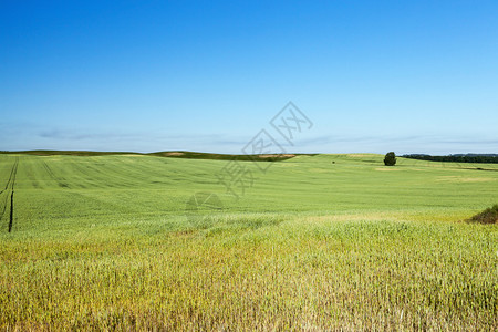 哪一个乡村的种植不成熟年轻谷物的农业田背景中蓝天小麦谷田和类小麦以及具有谷物的农牧业风景图片