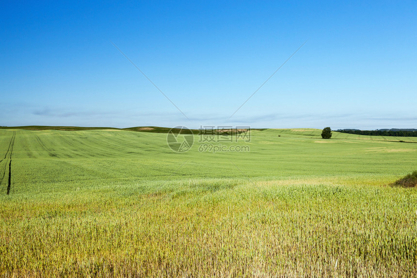 哪一个乡村的种植不成熟年轻谷物的农业田背景中蓝天小麦谷田和类小麦以及具有谷物的农牧业风景图片