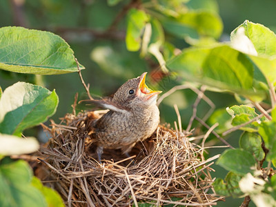 挨饿为了饥和被遗弃的幼鸟等待着母的亲在怀特罗亚共同白喉Sylviacomunis的巢穴里动物图片