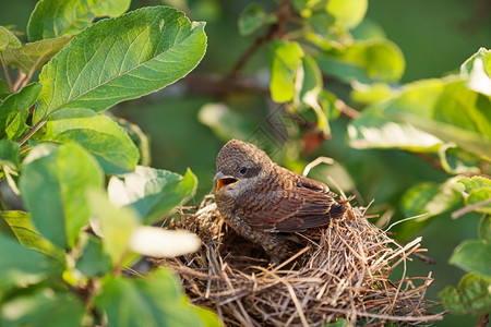 饥饿和被遗弃的幼鸟等待着母的亲在怀特罗亚共同白喉Sylviacomunis的巢穴里翅膀肉食动物压力图片