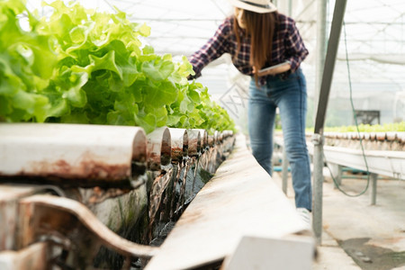 喷亚洲女农民在温室业数字技术概念中检查沙拉蔬菜生长情况并使用平板来控制水轻栽培植物系统农场温度和淡水以控制农业数字技术概念为了手图片