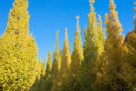 树上的叶是颜色变化从绿向黄秋季天蓝空背景在美二清国盖恩MeeijiJingguGaien它有美丽的京歌东日本概念的秋色照片用于自图片