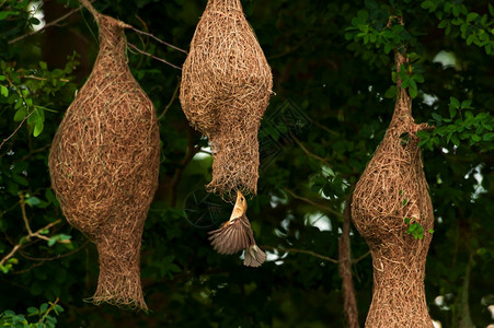 BayaWeaver和SreakedWeaver聚居在野树枝上一个BayaWeaver正在建造优雅的巢穴雨季艺术鸟飞行图片