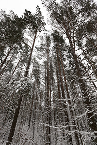 树叶冬季风景有不同种类的树木覆盖白雪和霜冻冬季降雪后一天是寒冷的冬季下雪后一天是寒冷的景观自然图片