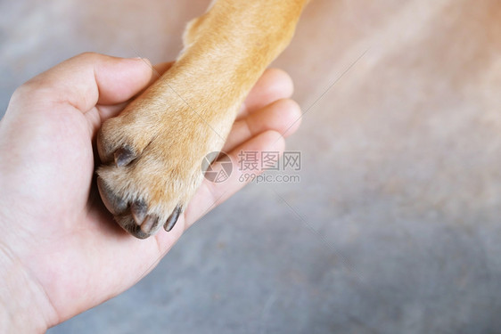 小狗手握爪子的抱在握手打招呼一起空的文字间音乐会伤心图片