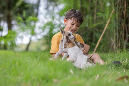穿黄色衬衫的棕毛发男孩在花园外带着可爱的小狗关心亲切地草图片