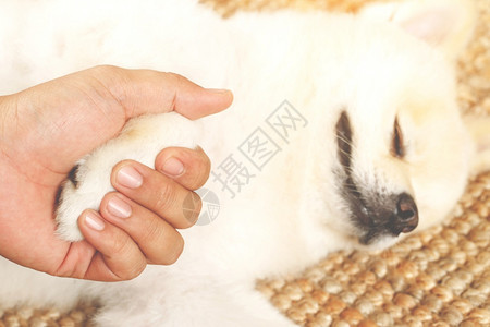 受灾兽医手握爪子的狗抱在握手打招呼一起空的文字间垂死图片
