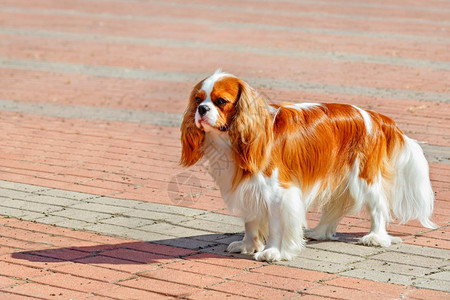 直的红色眼睛CharlesSpaniel国王卡瓦利埃查尔斯帕尼直望前方站在阳光明媚的一天红灰白铺面石人行道的背景之下红色和灰铺面图片